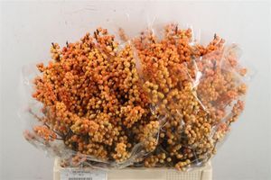 ILEX VERT GRESGOLD 60
